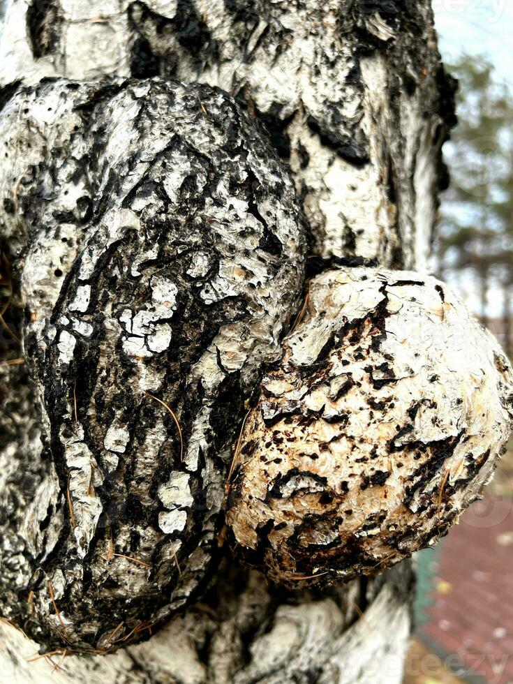 A tree with a blurry background. A sunny pattern on an old tree stump. Park, trees. photo