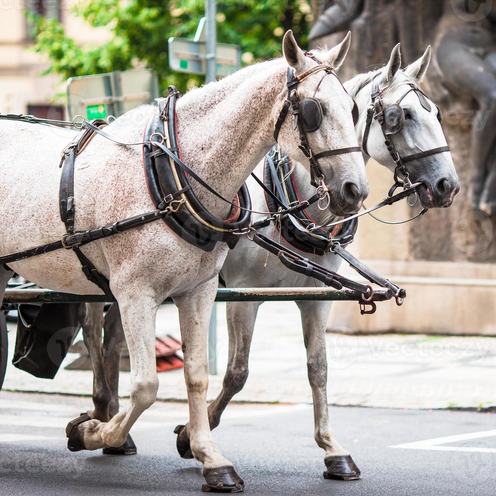 Horses drawn carriage closeup photo