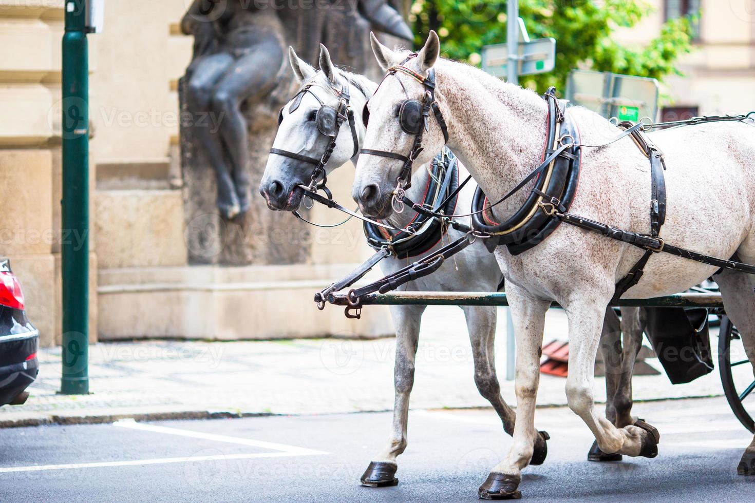 Horses drawn carriage closeup photo