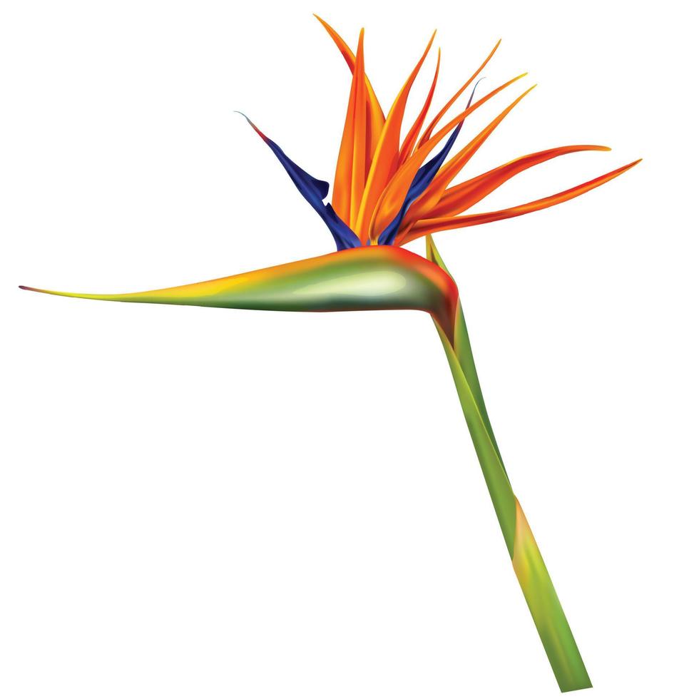 Strelitzia reginae, pájaro de paraíso vector