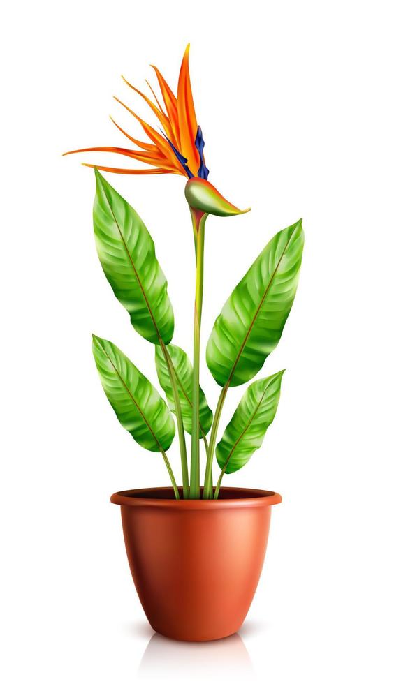 Strelitzia reginae in flowerpot vector