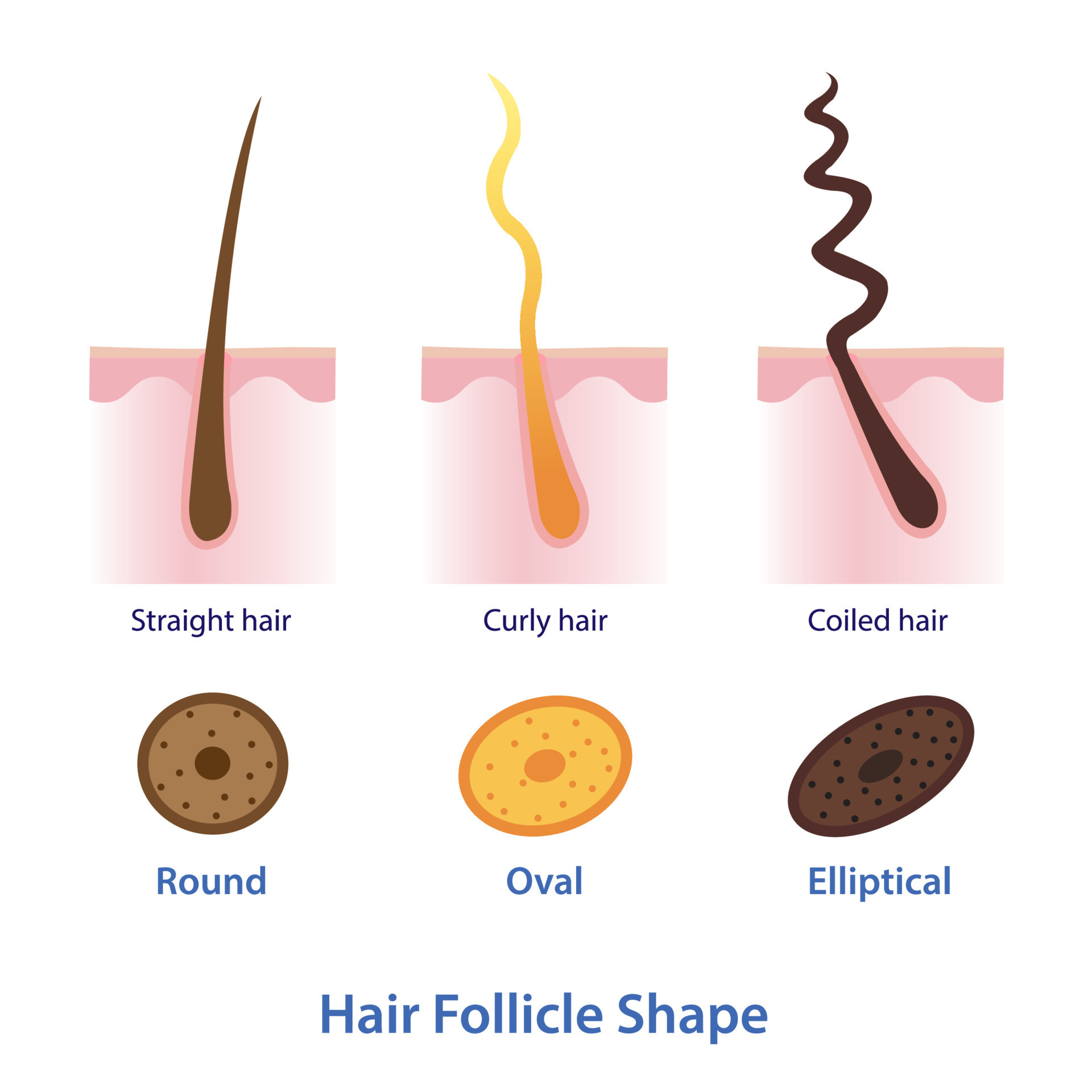 Human Hair Anatomy  Hair Follicle Anatomy  NY Hair Loss