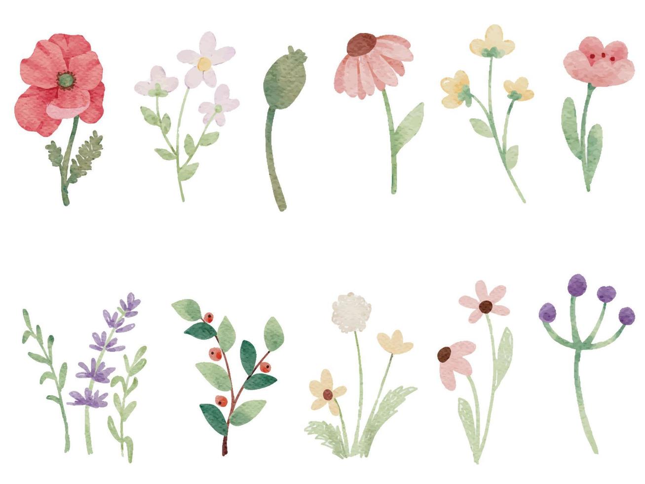 watercolor tiny wild flower botanical elements collection vector