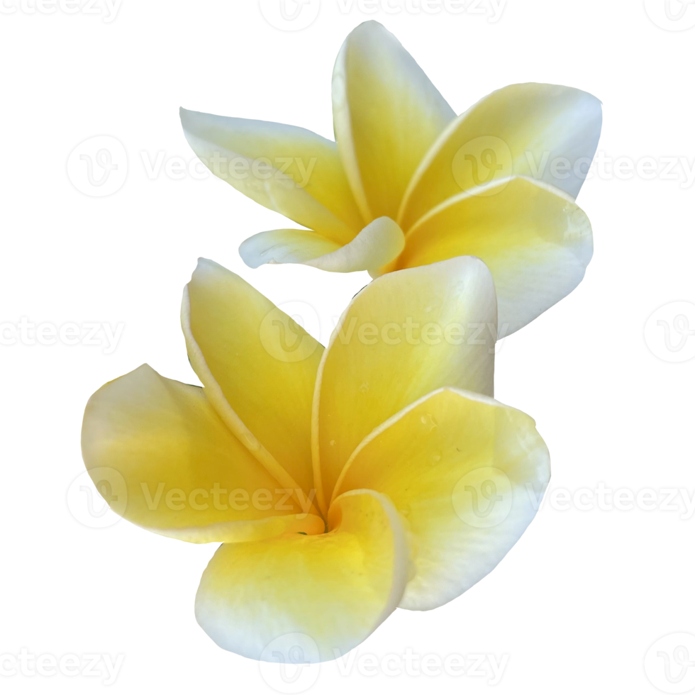 mooi frangipani bloem png