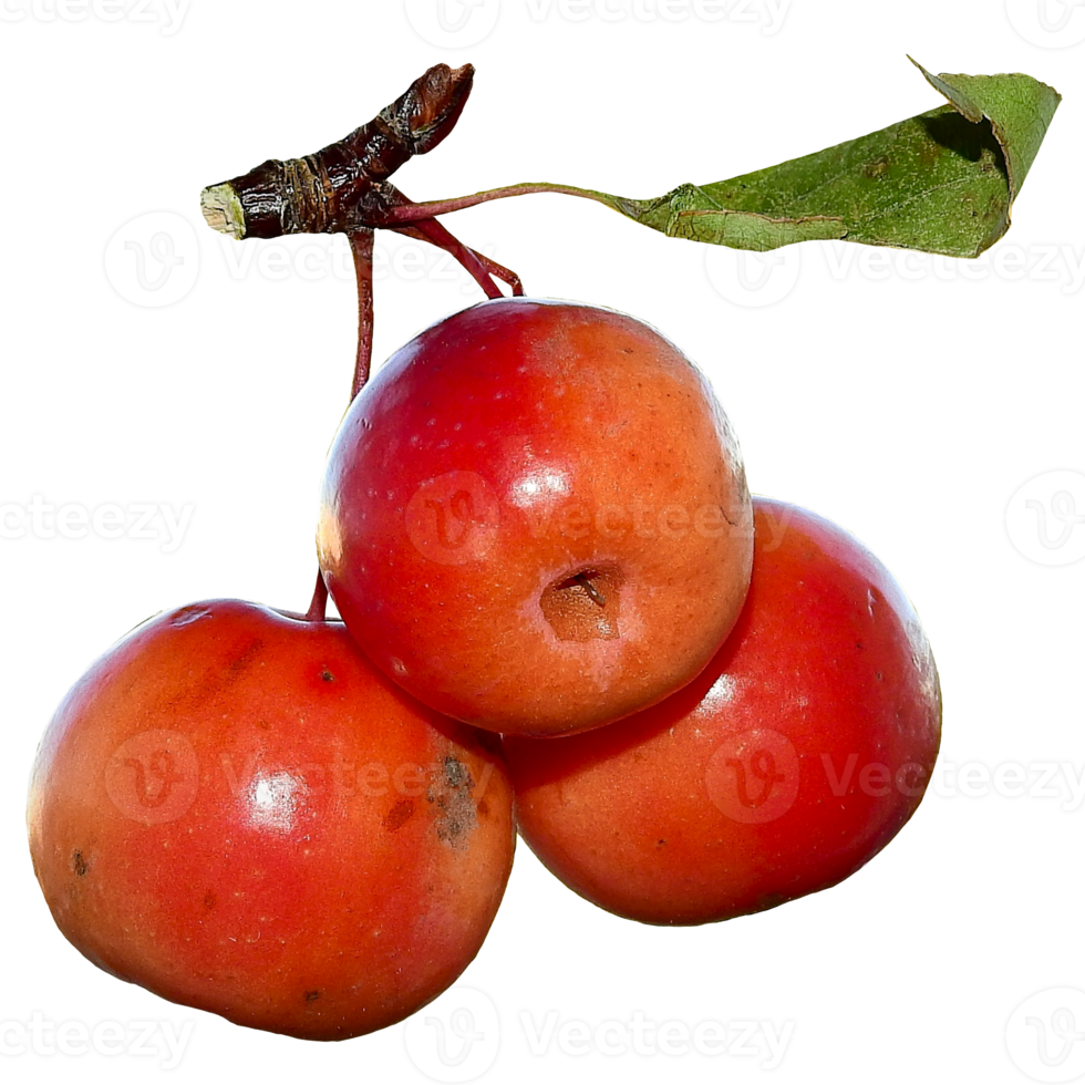 Fresco manzana transparente png