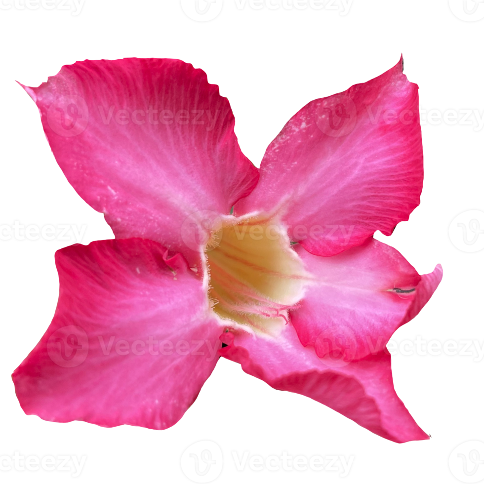 Beautiful Pink Flower with High Quality Image png