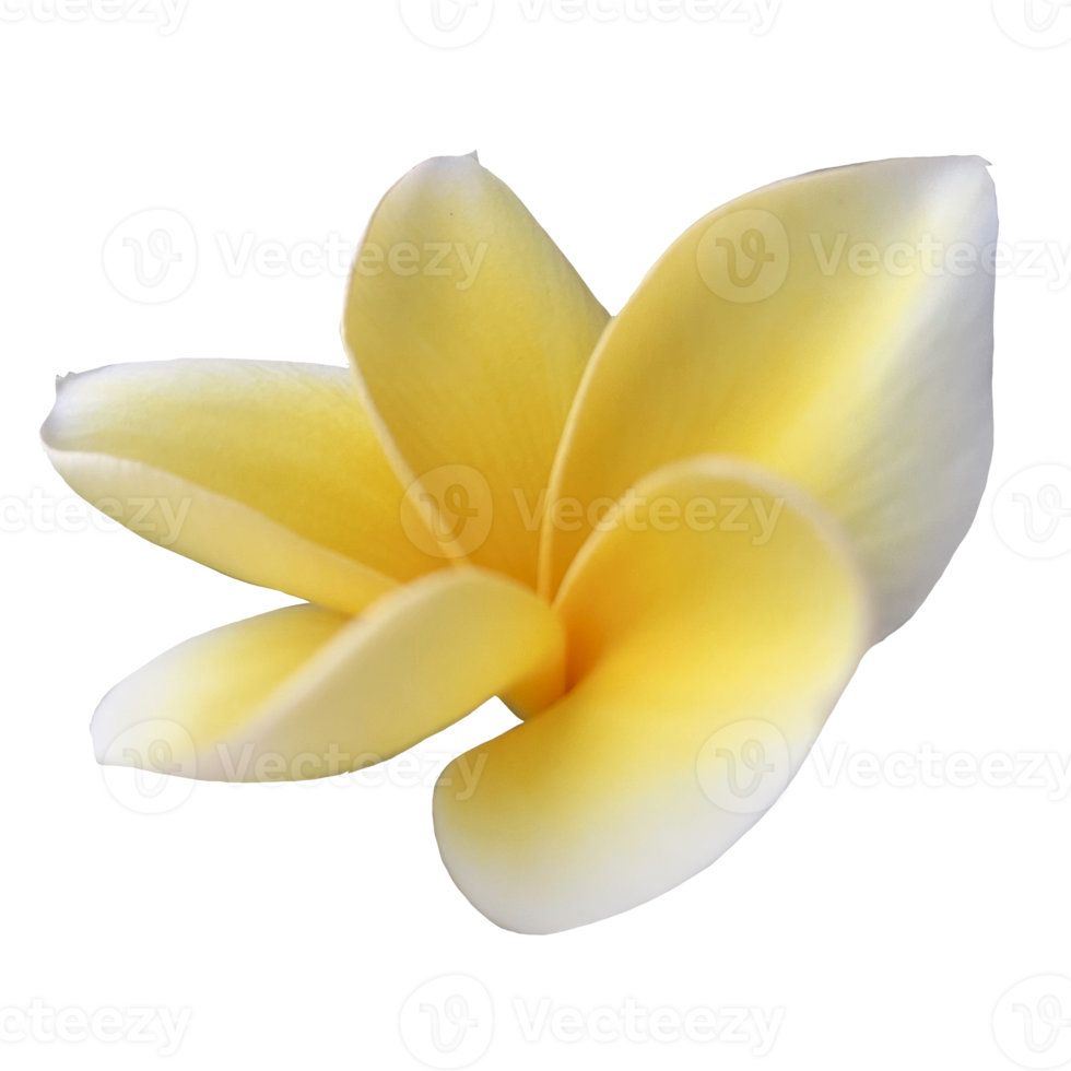 Beautiful Frangipani Flower png