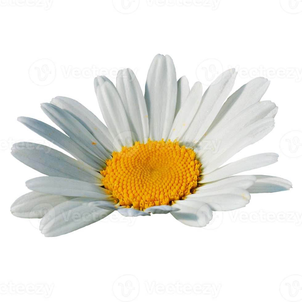 vit blomma transparent png