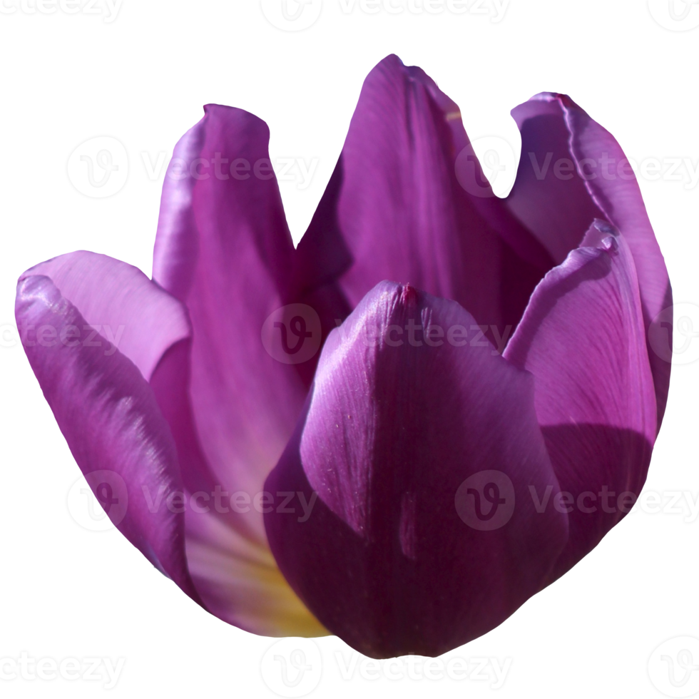 Beautiful Tulip Flower png