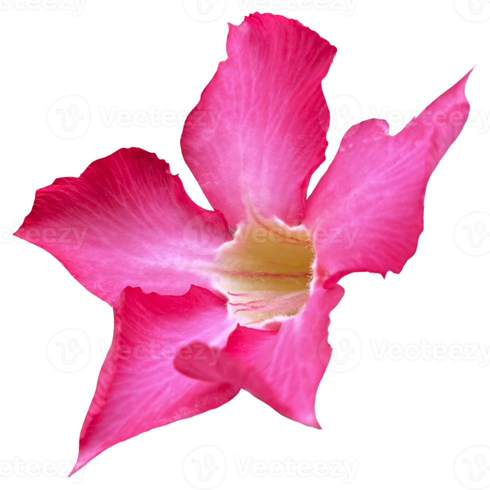 Beautiful Pink Flower with High Quality Image png