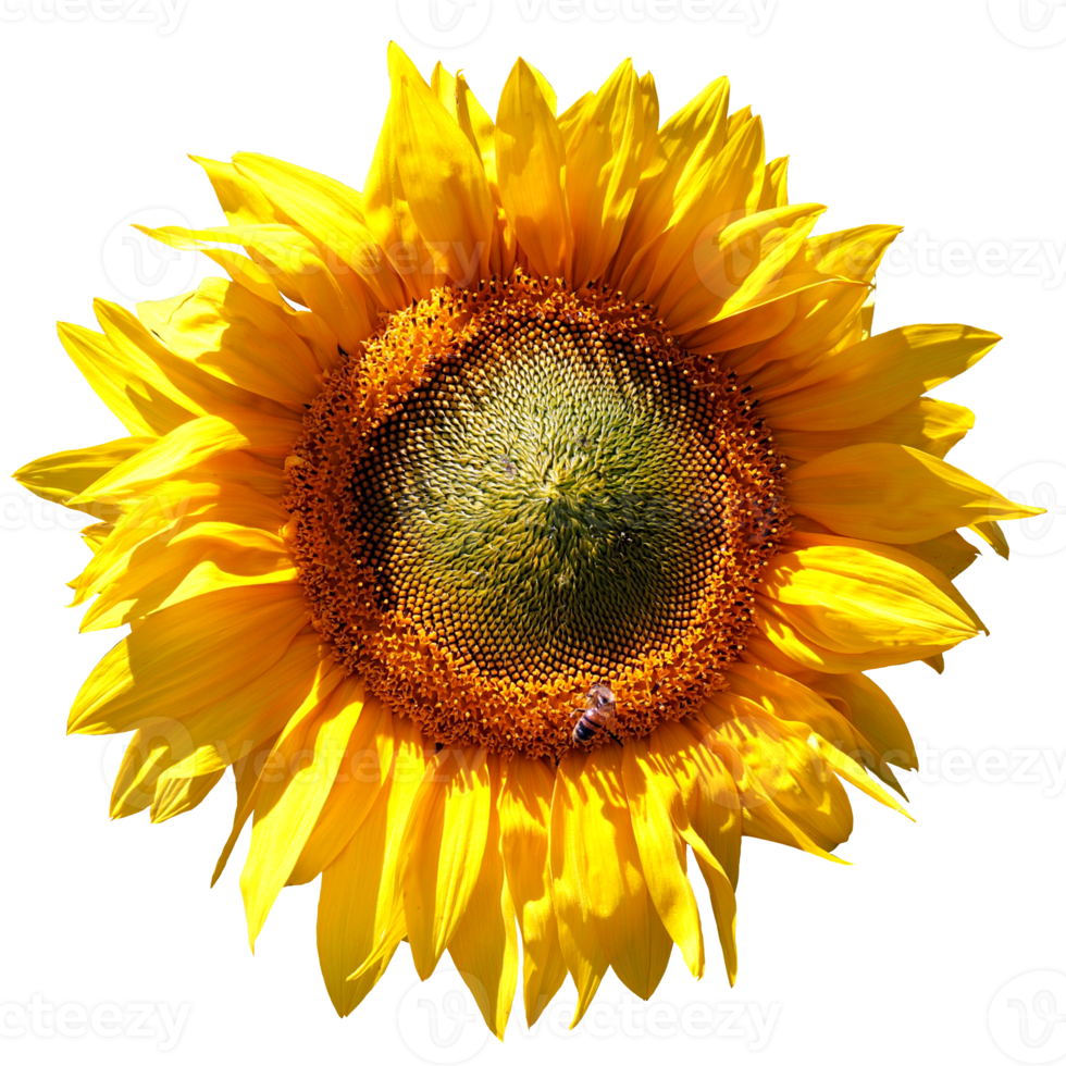 Sun Flower Bright png