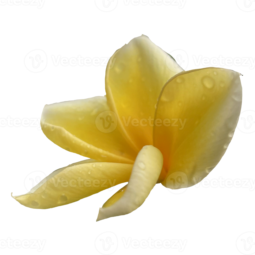 Beautiful Frangipani Flower png
