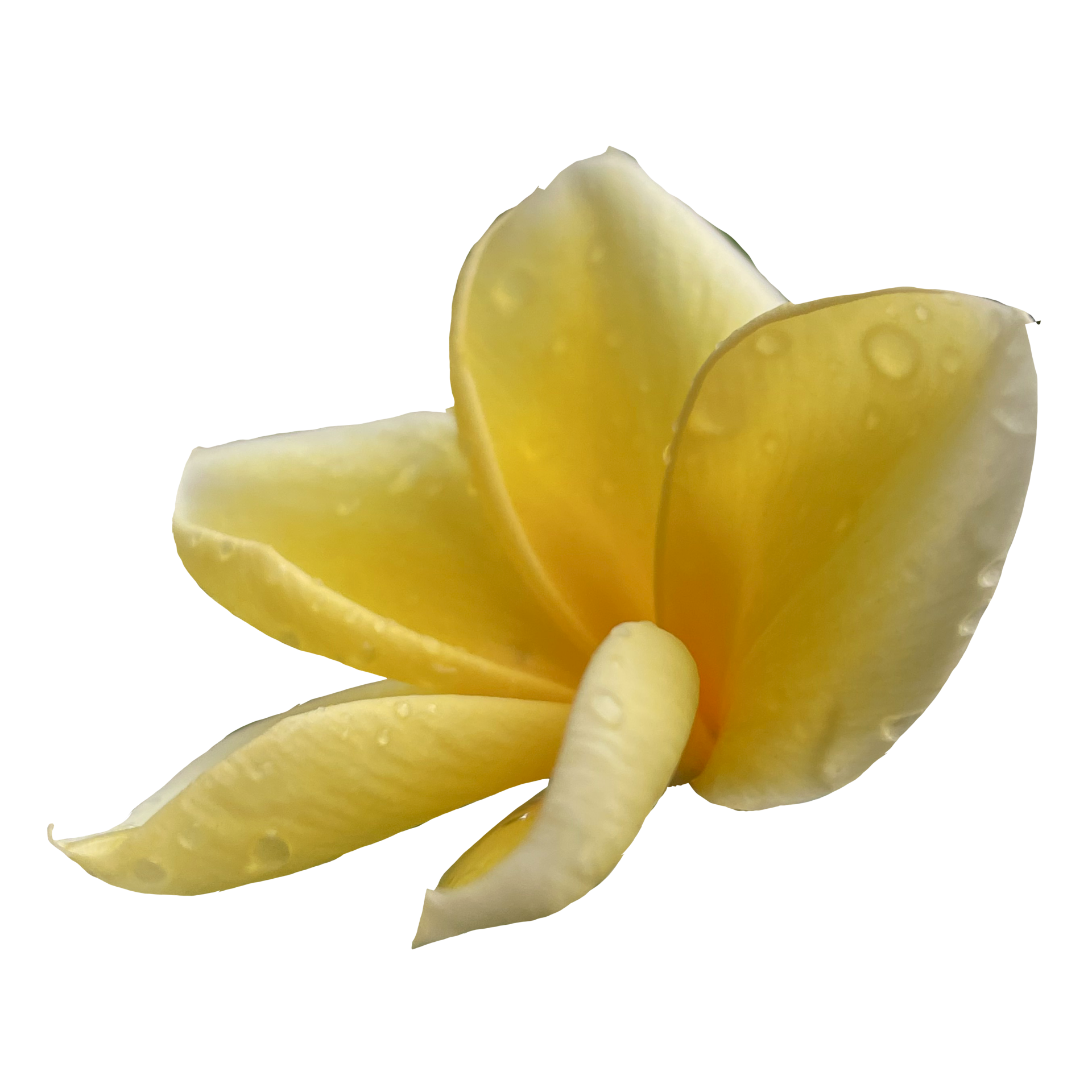 Beautiful Frangipani Flower 19984205 PNG