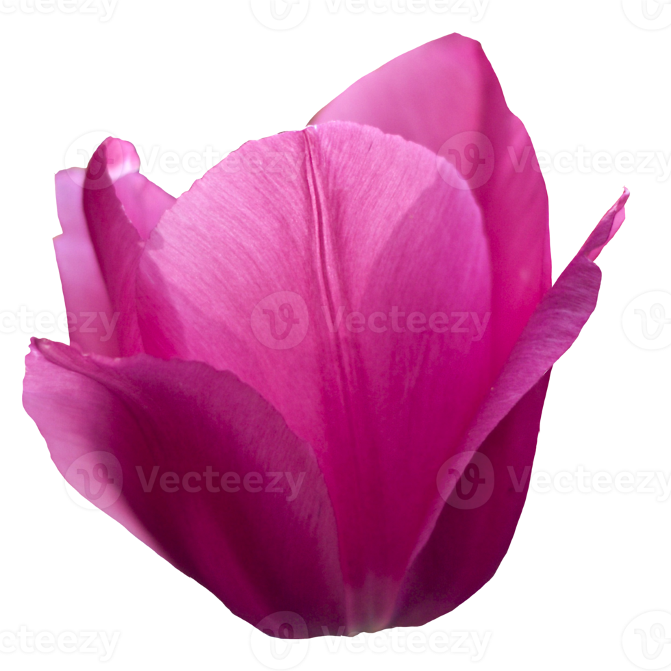 schön Rosa Blume mit hoch Qualität Bild png