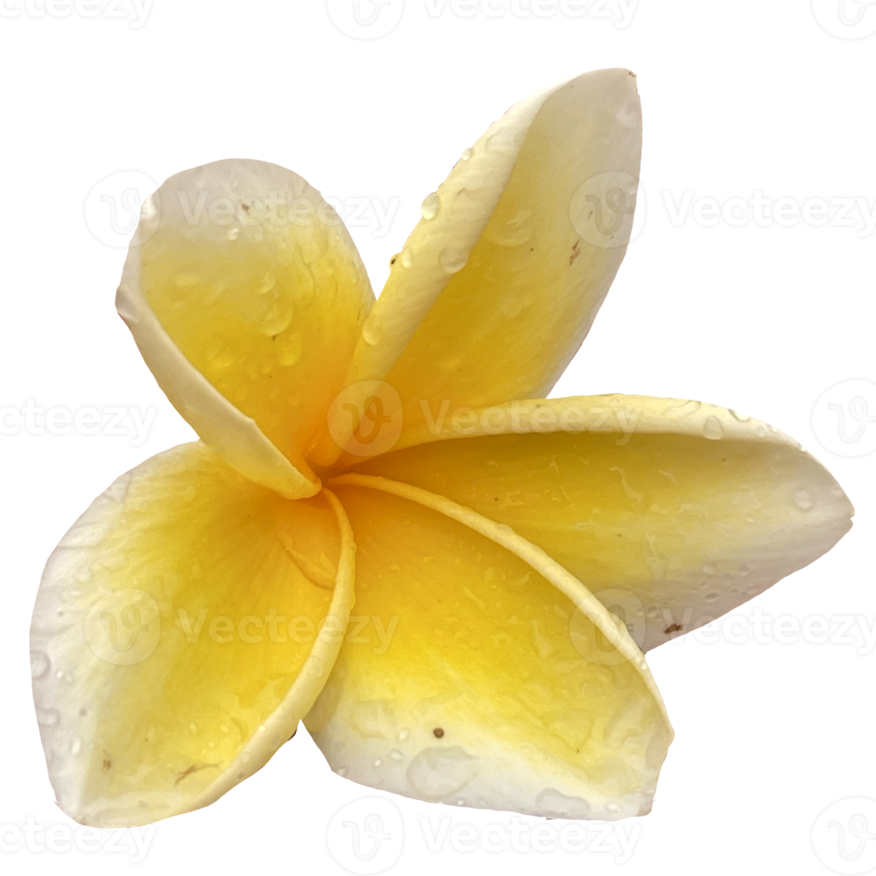Beautiful Frangipani Flower png