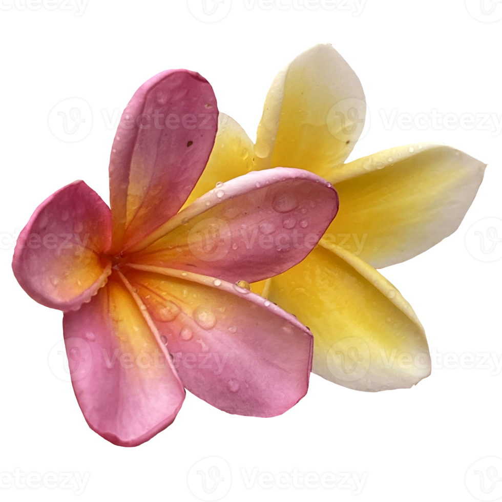 Beautiful Frangipani Flower png