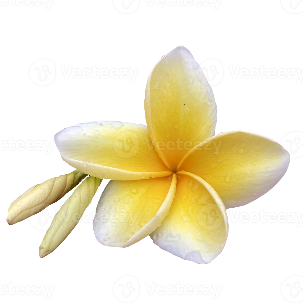 Beautiful Frangipani Flower png