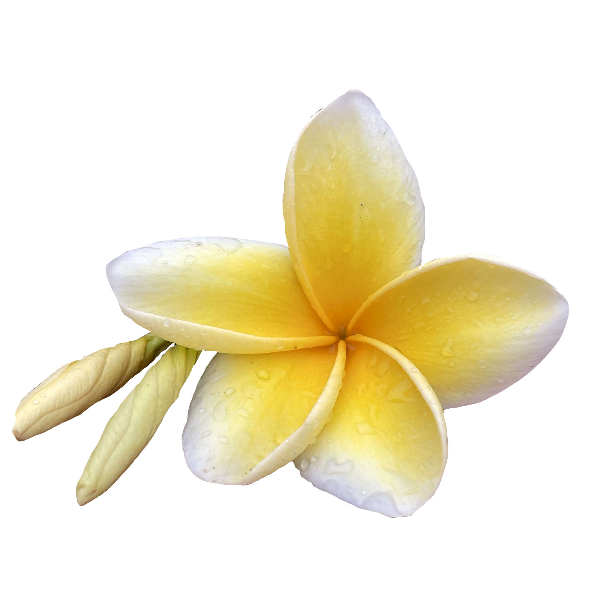 Beautiful Frangipani Flower 19984209 PNG