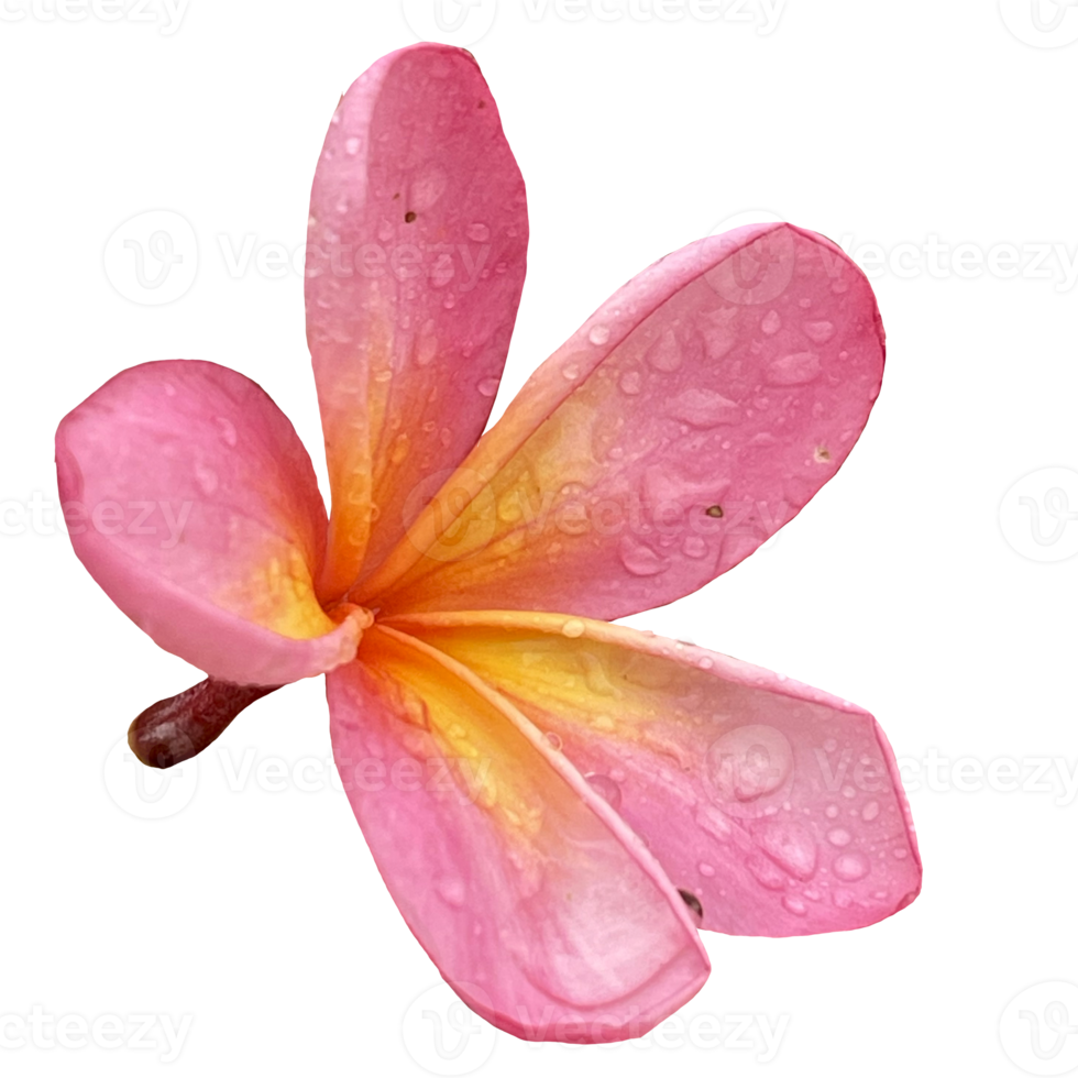 Beautiful Frangipani Flower png