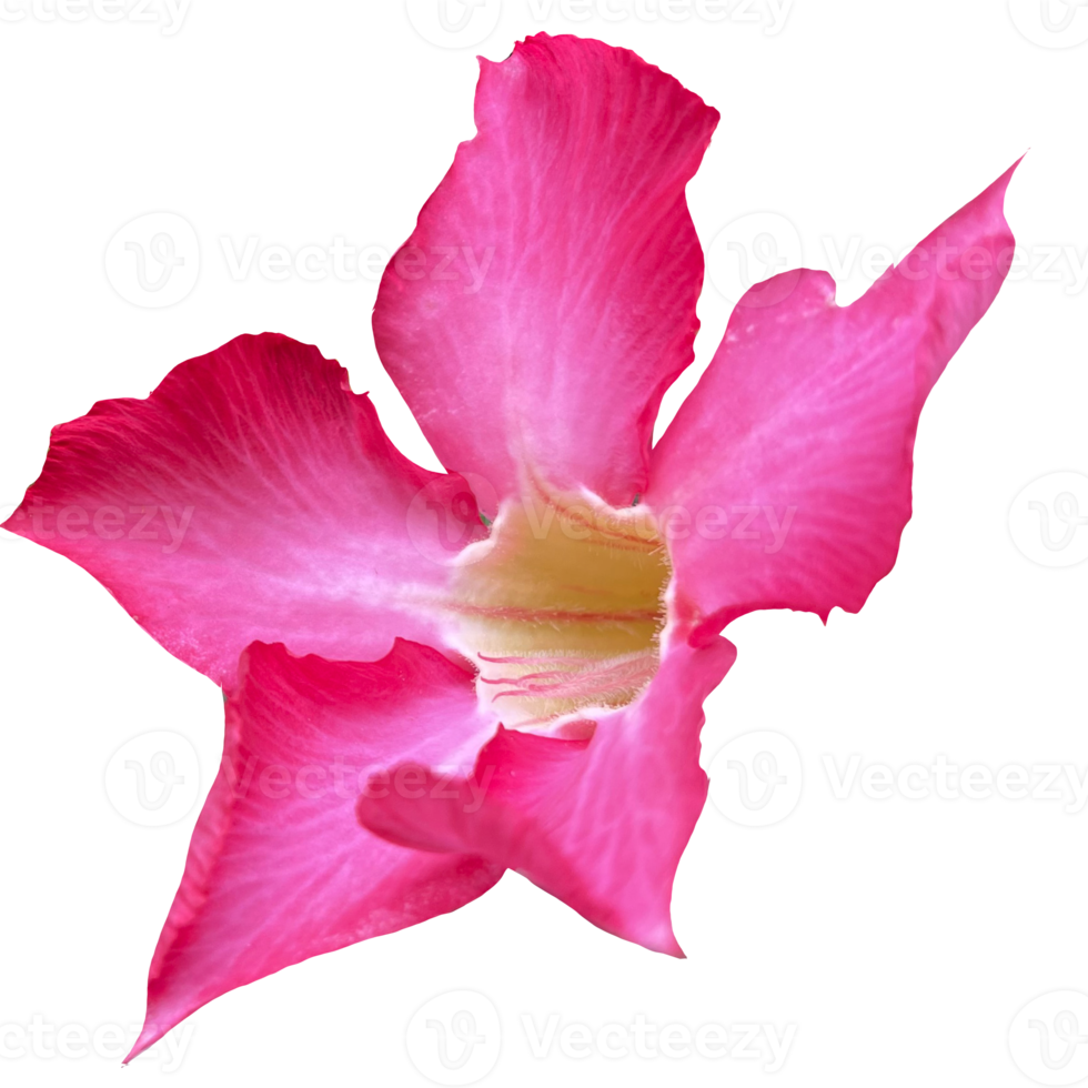 Beautiful Pink Flower with High Quality Image png