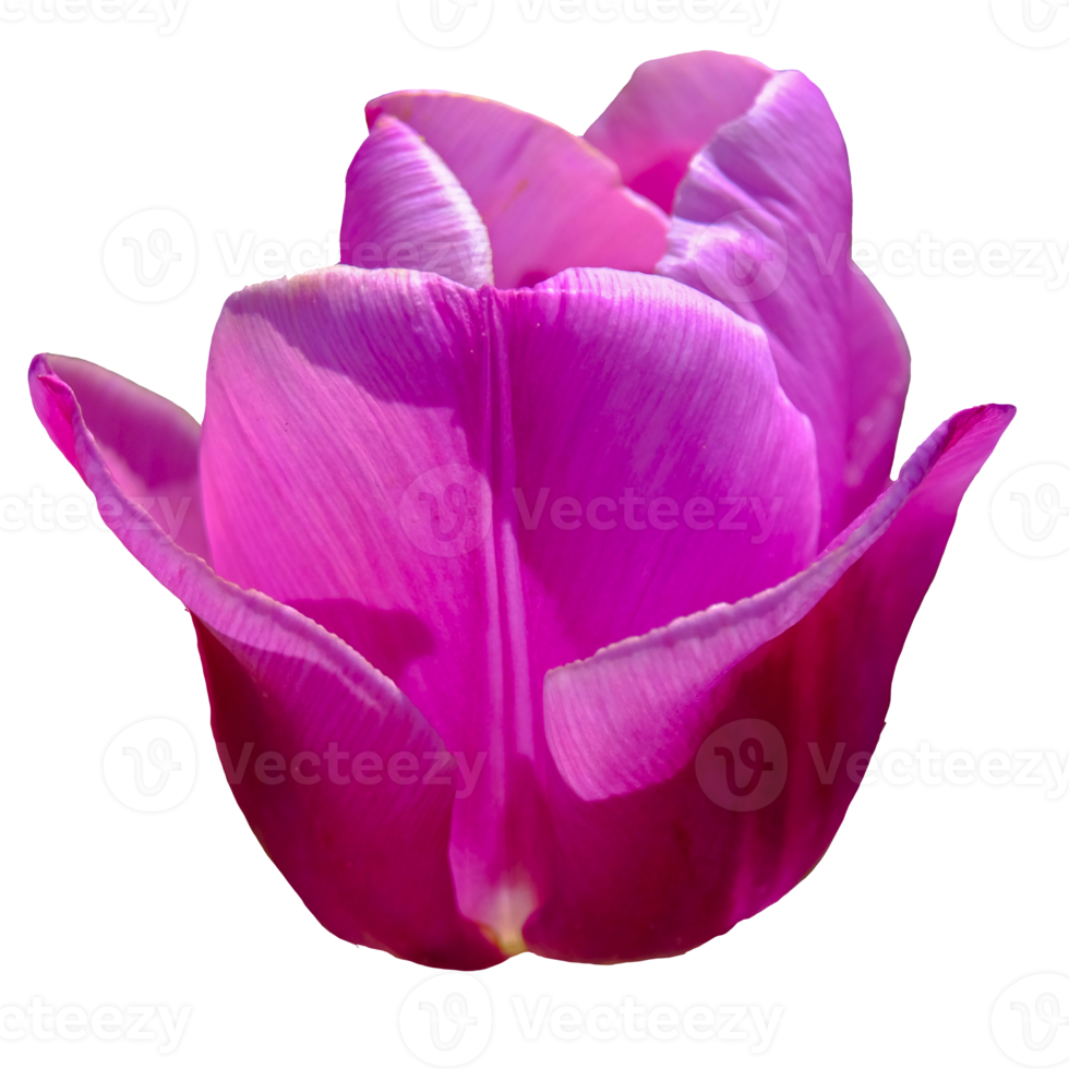 Beautiful Pink Flower with High Quality Image png