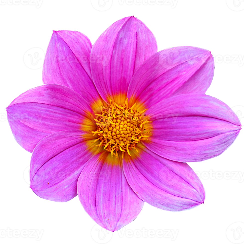 hermosa rosado flor con alto calidad imagen png