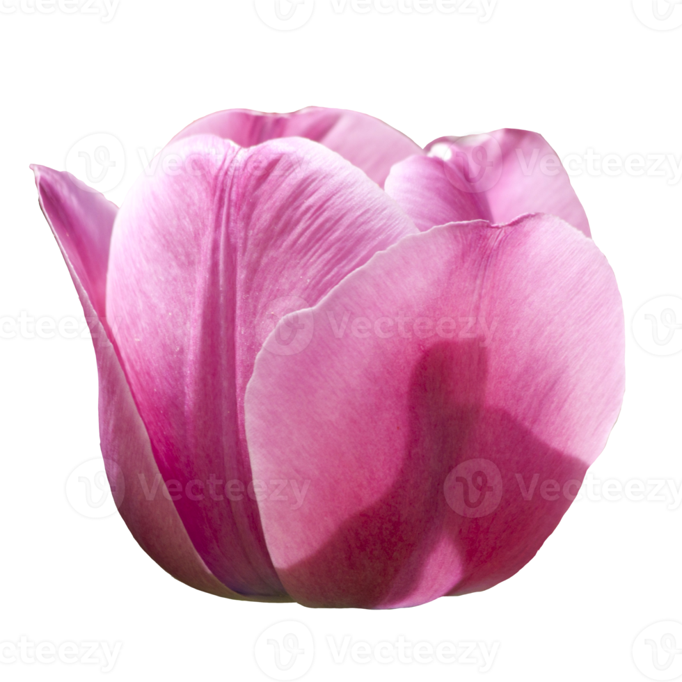Beautiful Pink Flower with High Quality Image png