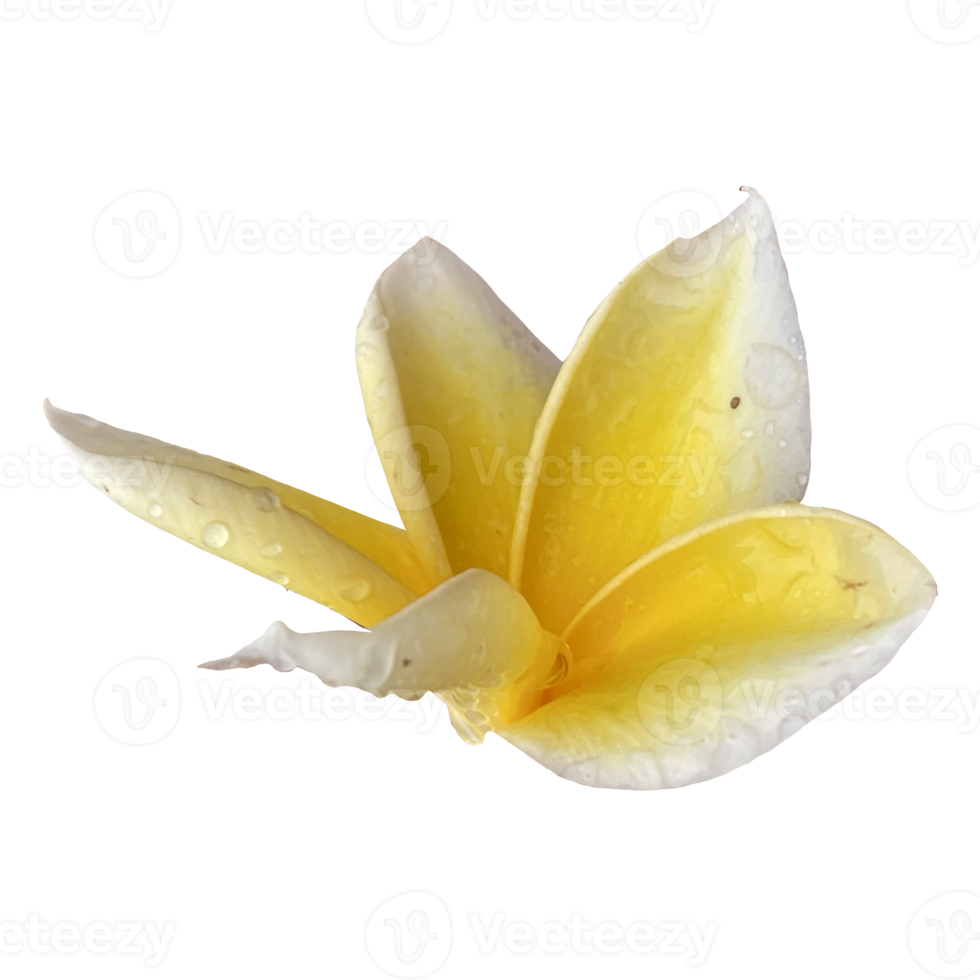 Beautiful Frangipani Flower png