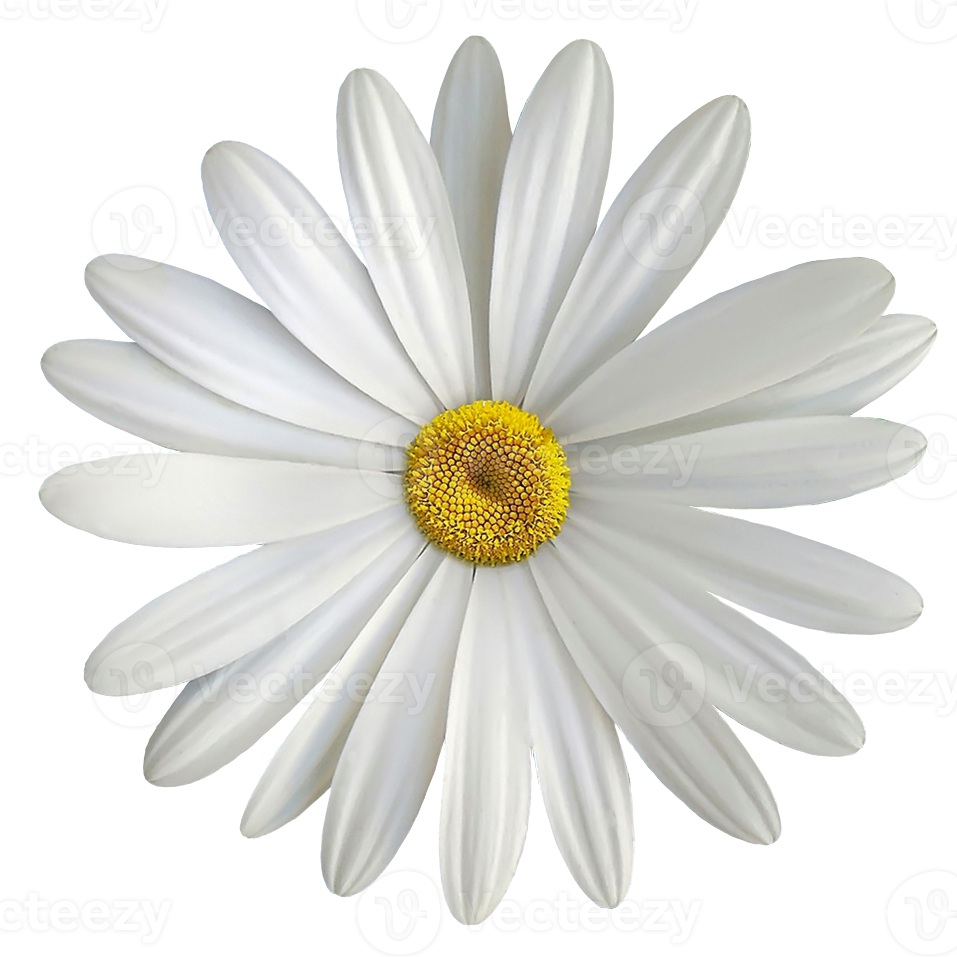 weiße Blume transparent 19984226 PNG