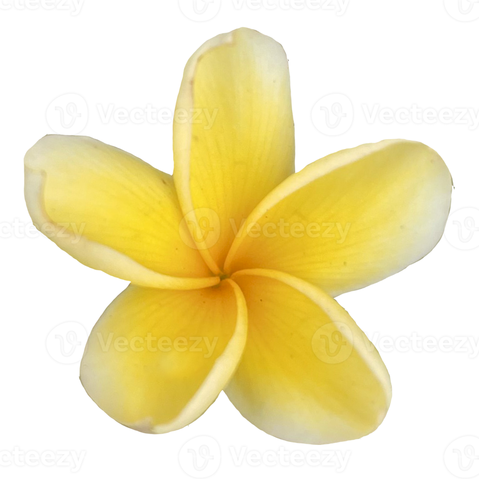 Beautiful Frangipani Flower png