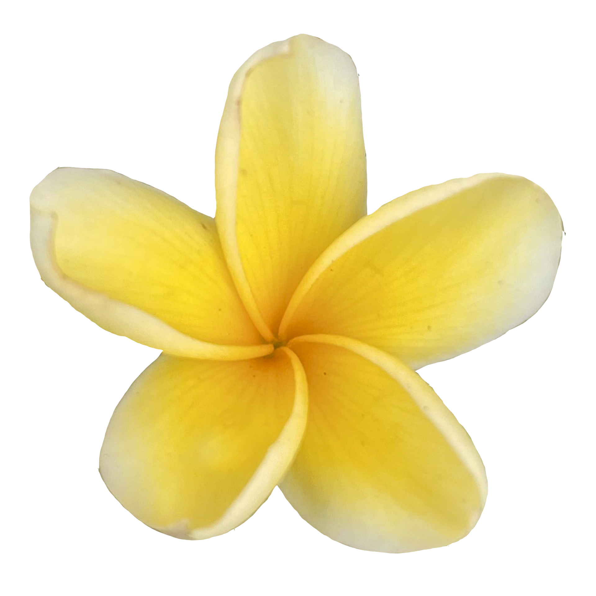 Beautiful Frangipani Flower 19984228 PNG