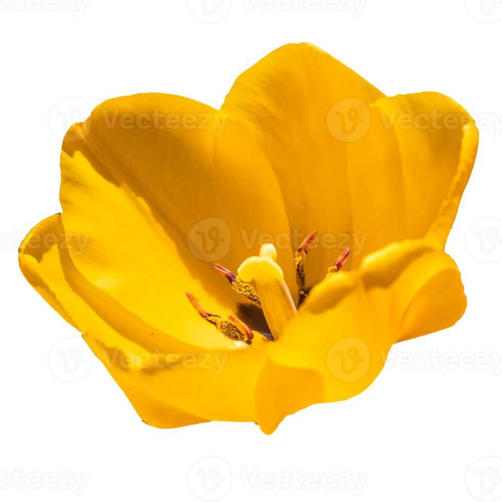giallo fiore trasparente png