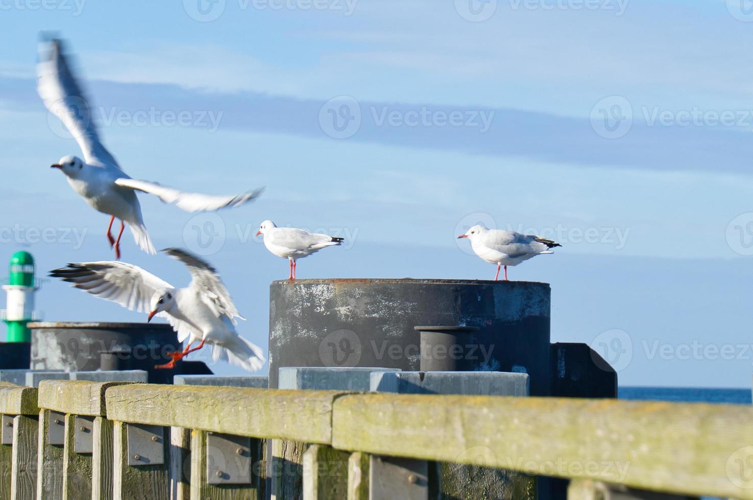 Gaviota en el embarcadero a el báltico mar por el mar. el pájaro mira dentro el puesta de sol foto