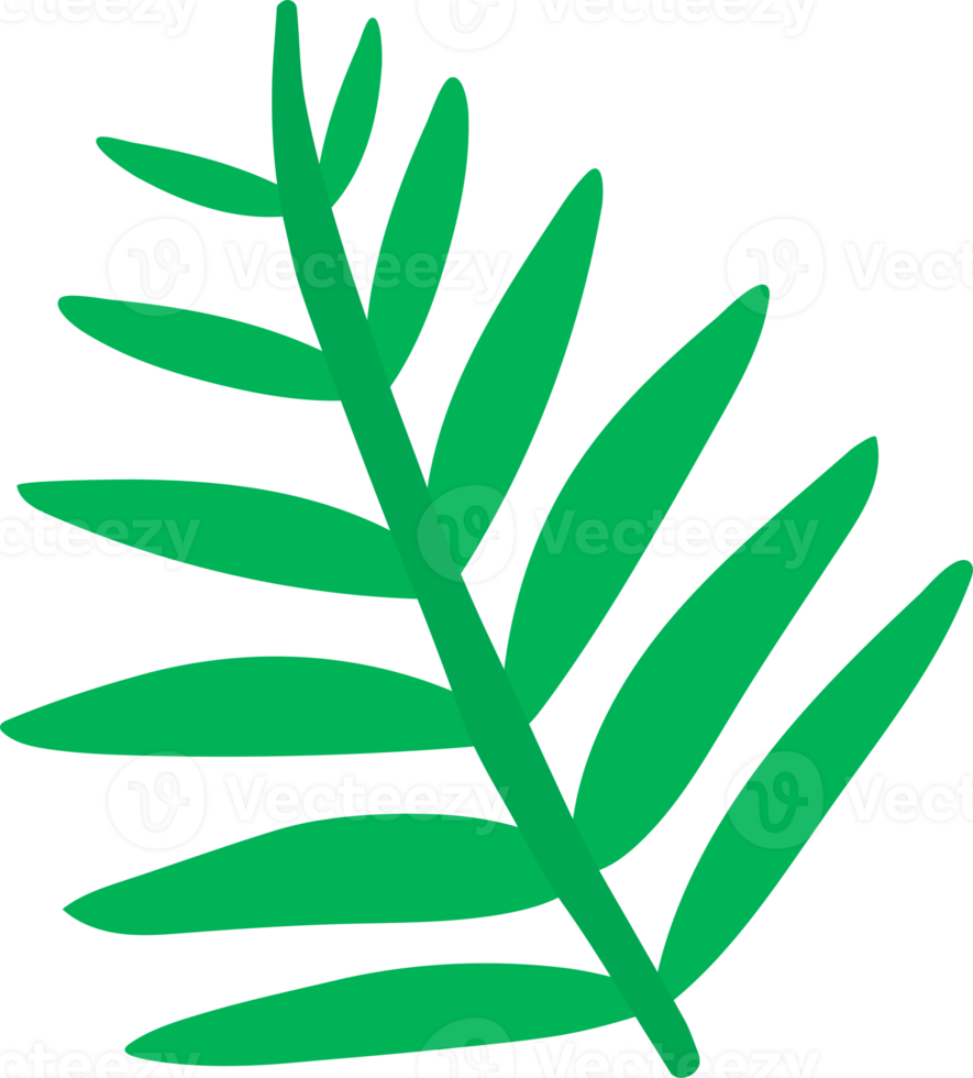 palm leaf illustration hand drawn style 19985621 PNG