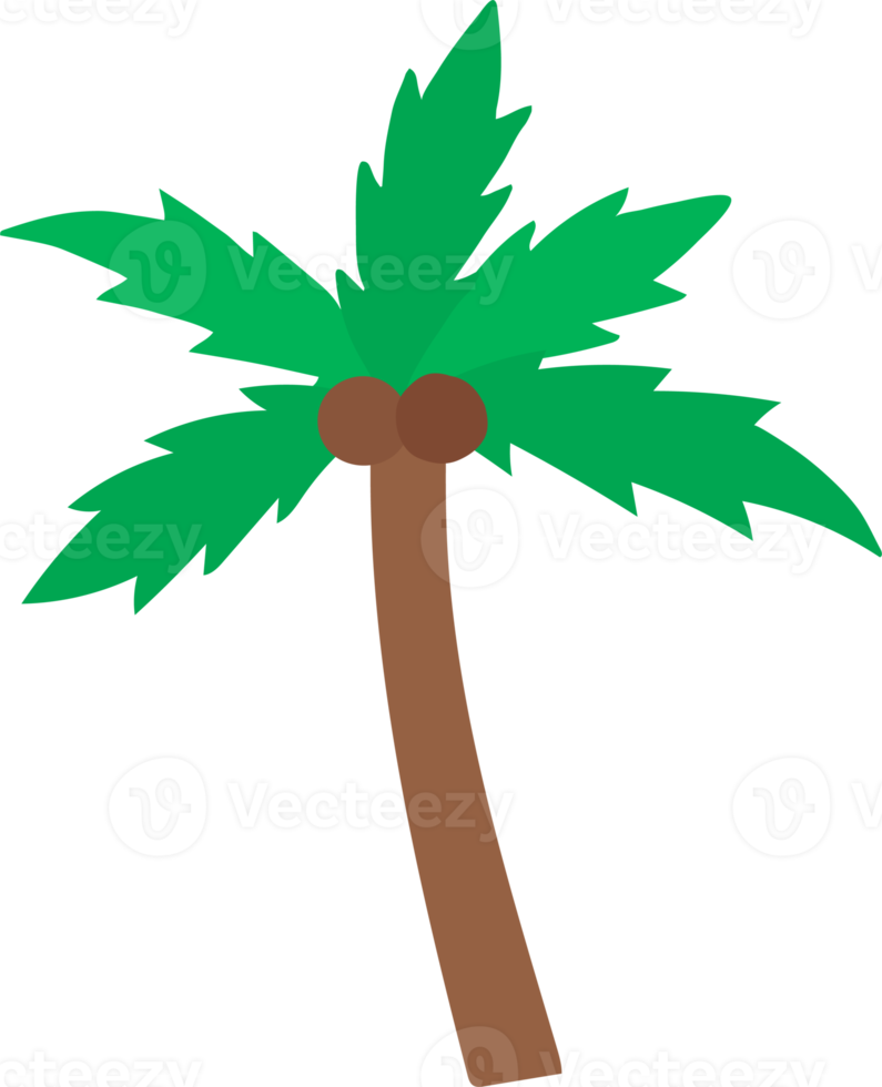 coconut tree illustration hand drawn style png