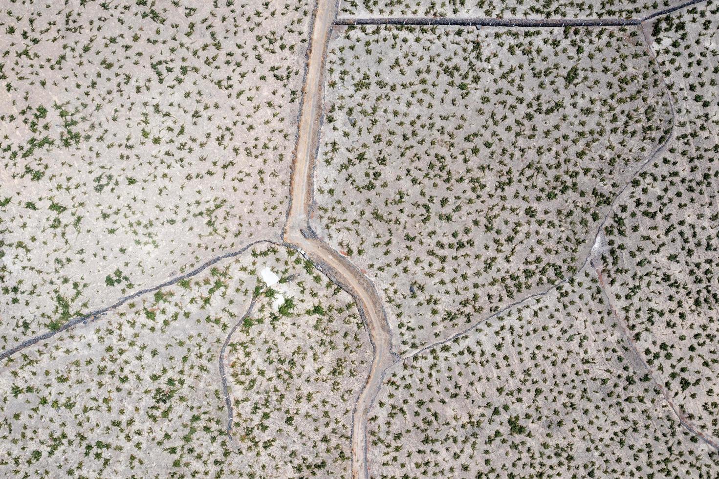 Wine grape fields in the village of Megalochori in Santorini, Greece. photo