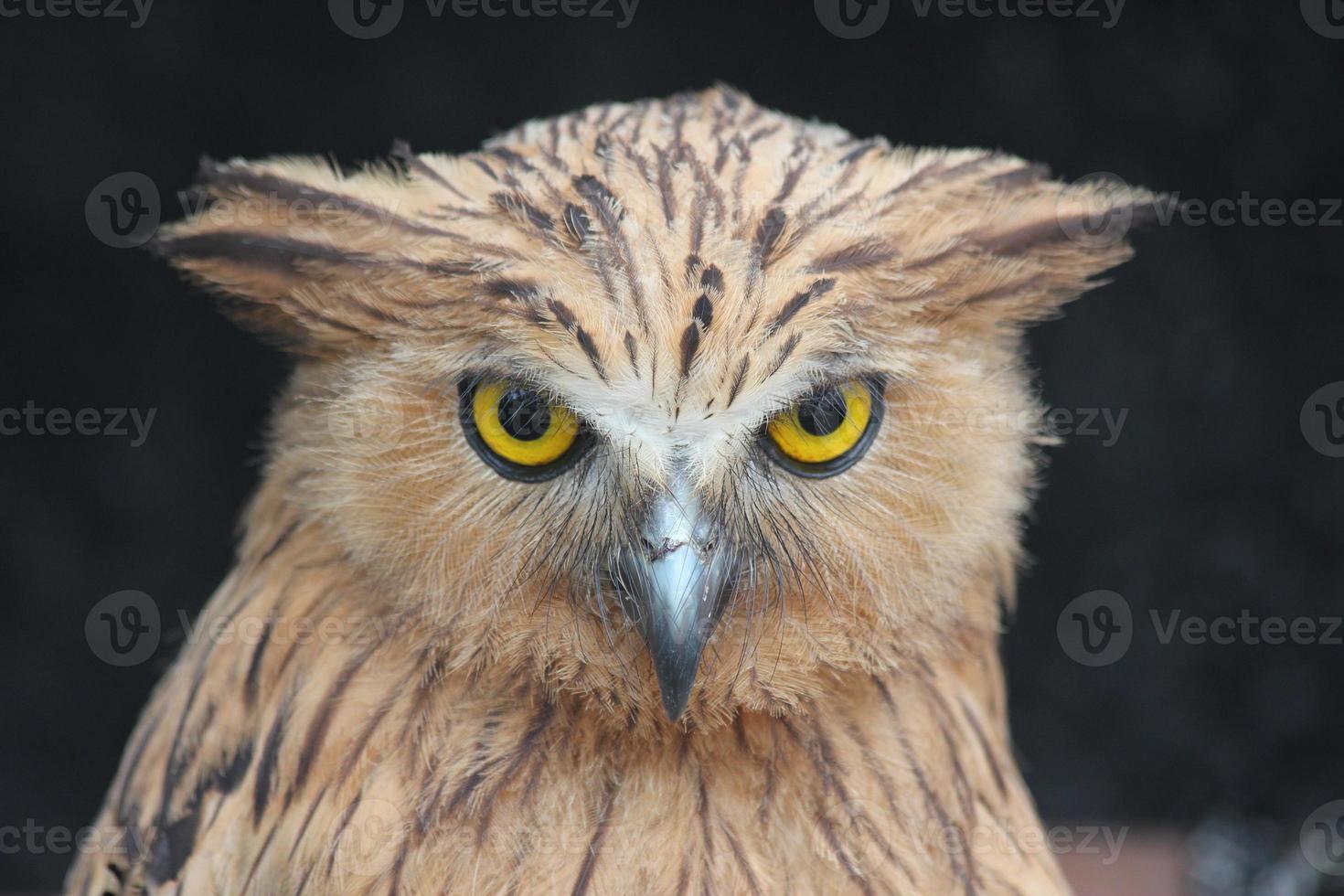 Close up picture of owl that looking at the camera photo
