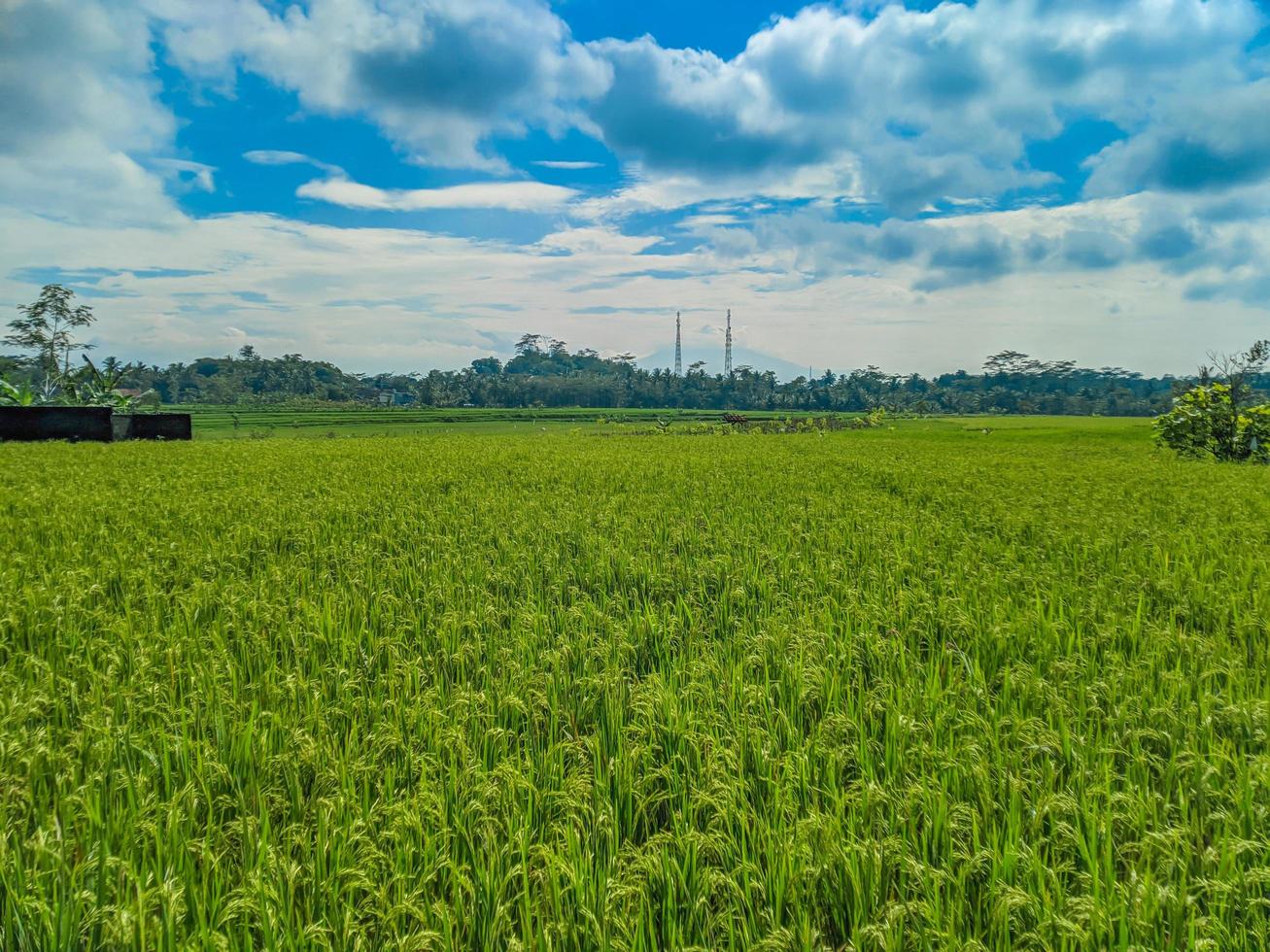 Indonesian traditional rice farming landscape. Indonesian rice fields. Rice fields and blue sky in Indonesia. photo