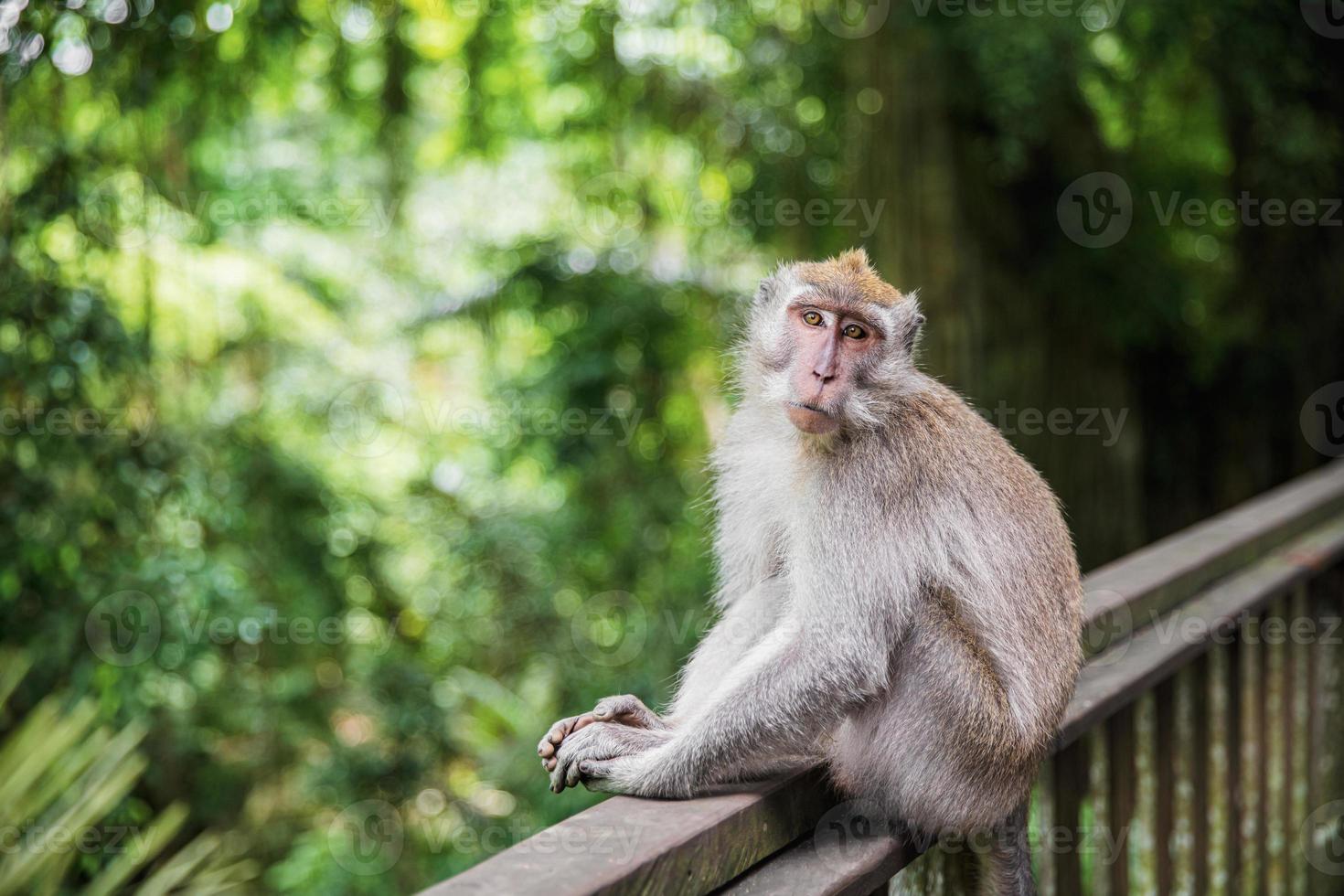 bonito balinés mono sentado en un de madera barandilla foto
