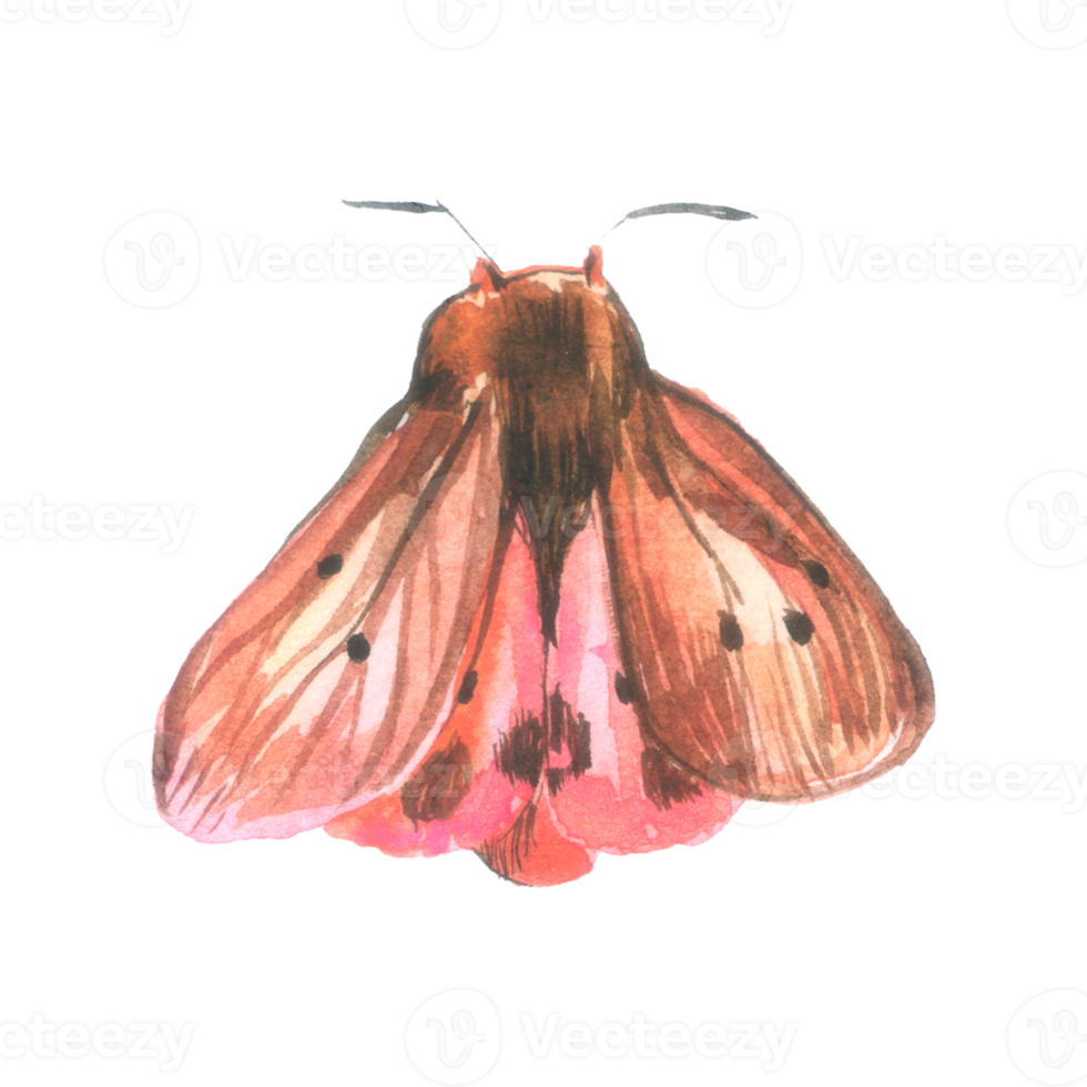 vlinder waterverf insect hand- geschilderd png