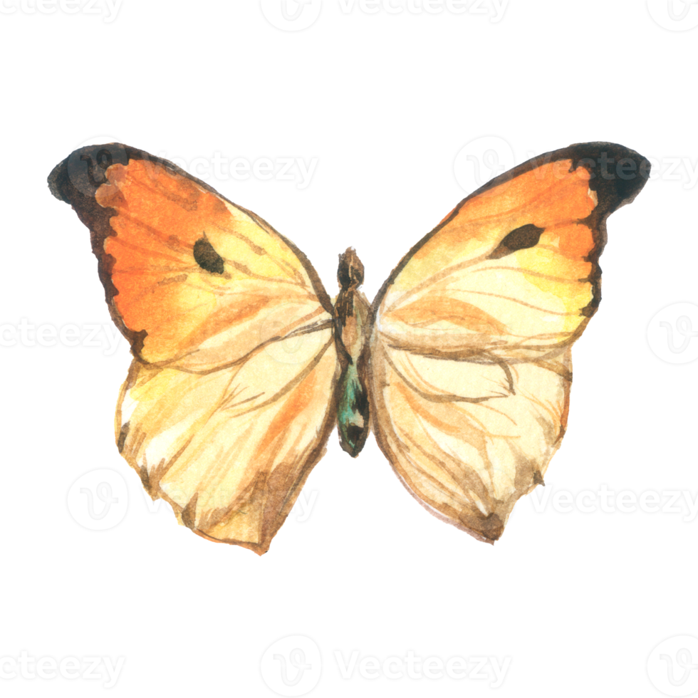 Butterfly watercolor insect hand painted png