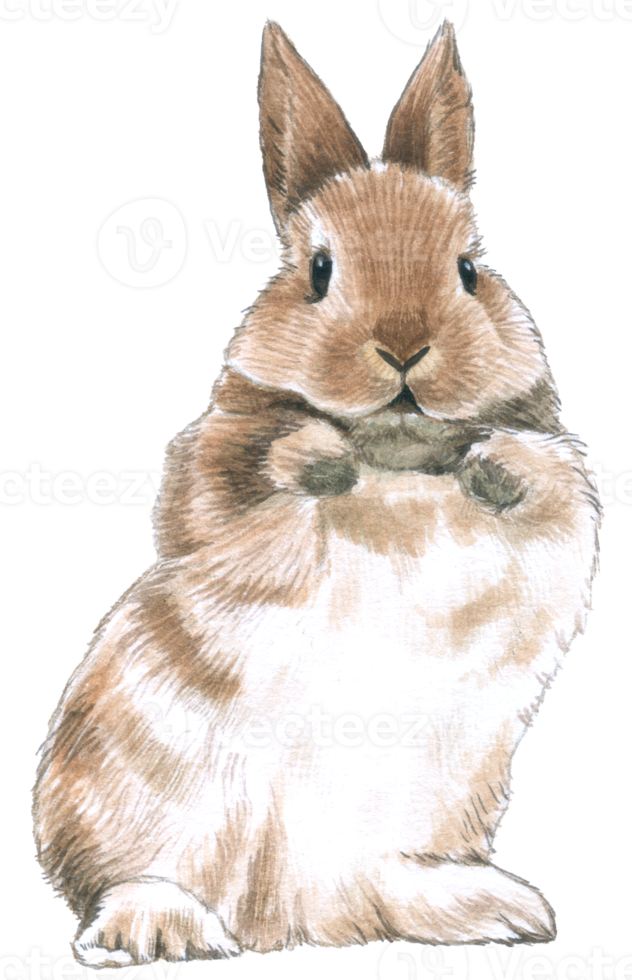 Rabbit realistic watercolor hand painted png