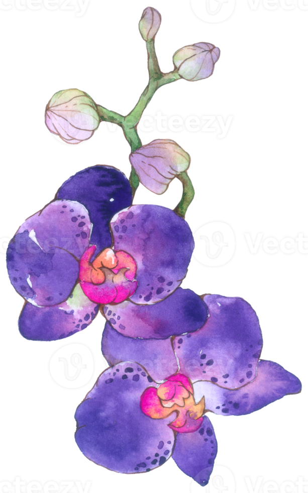 Orchid watercolor element summer flower blooming png