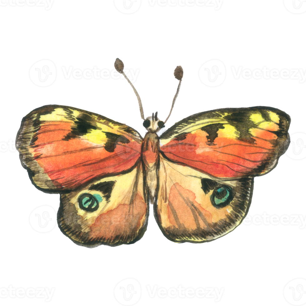 Butterfly watercolor insect hand painted png