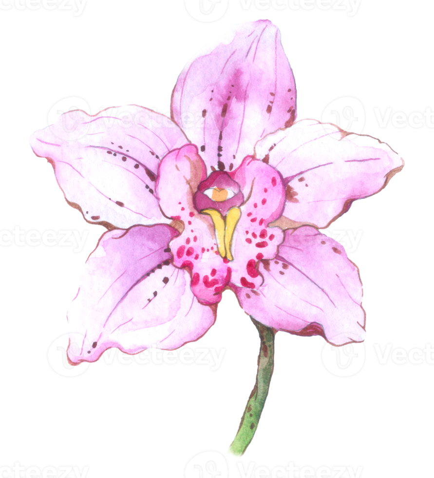 Orchid watercolor element summer flower blooming png