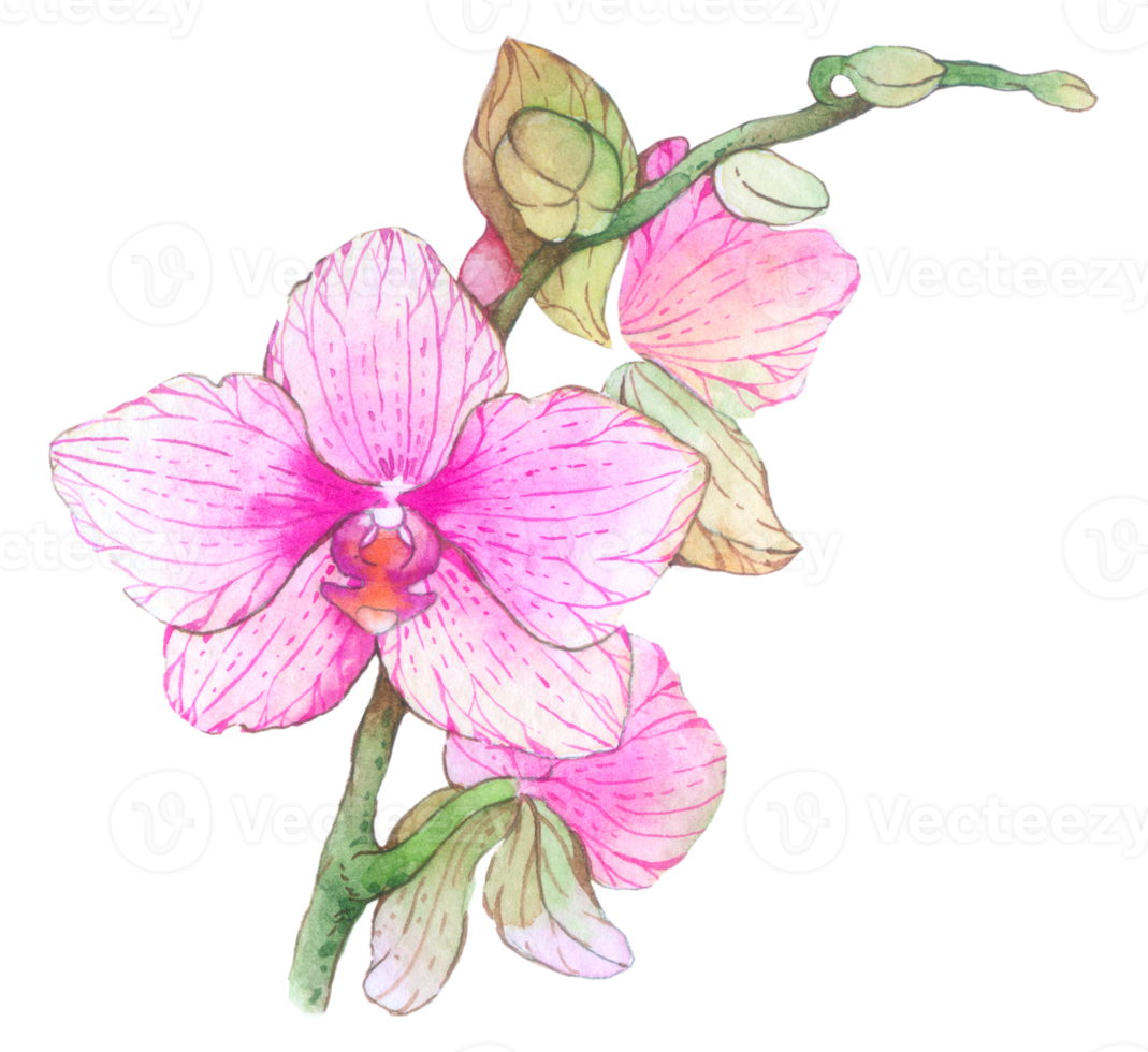 Orchid watercolor element summer flower blooming png