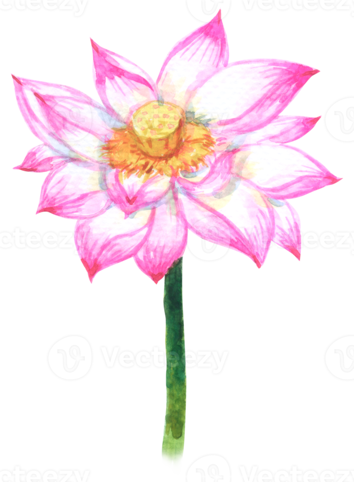 lótus aguarela elemento, Rosa flor botânico png