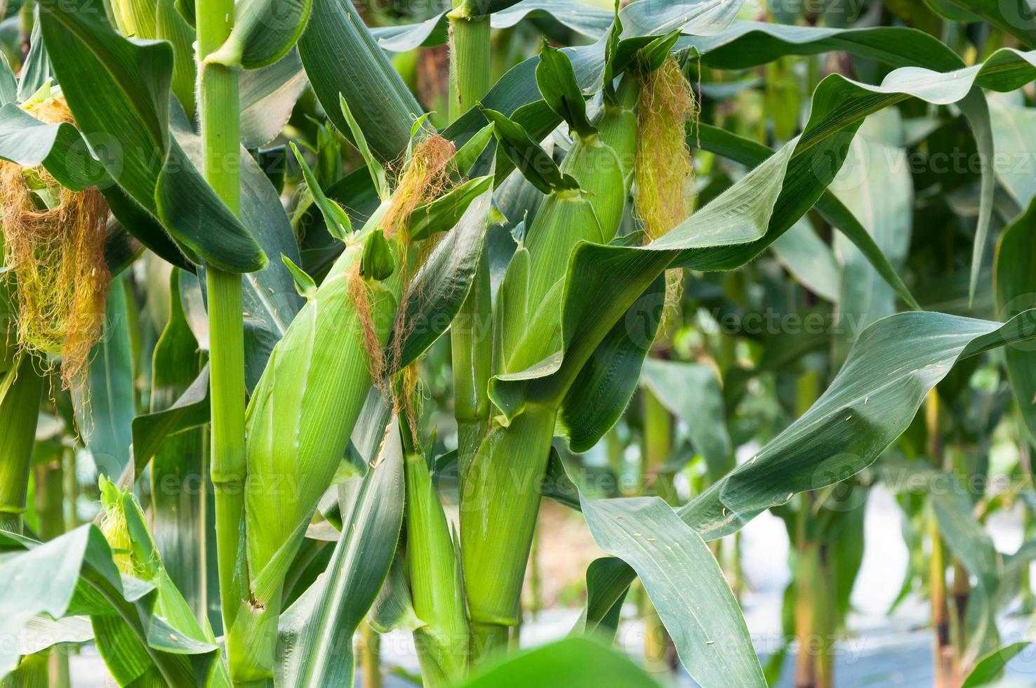 cierre de plantas de maíz fresco con campo de maíz, maíz verde en la agricultura de campo, mazorcas de maíz en tallos en el campo agrícola foto