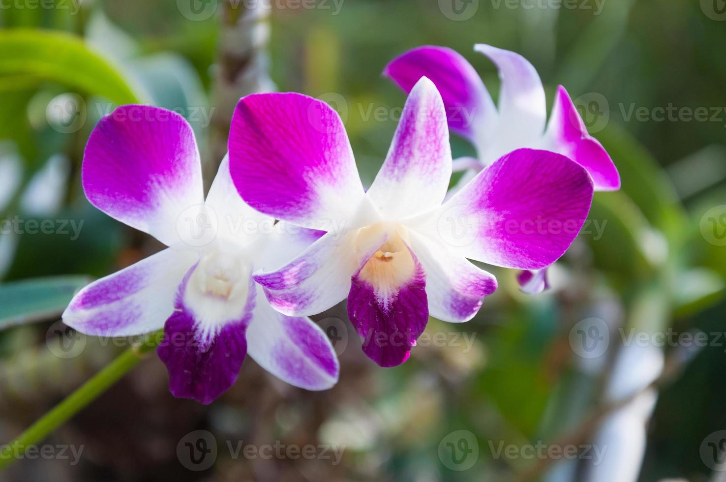 purple beautiful orchid in the natural photo