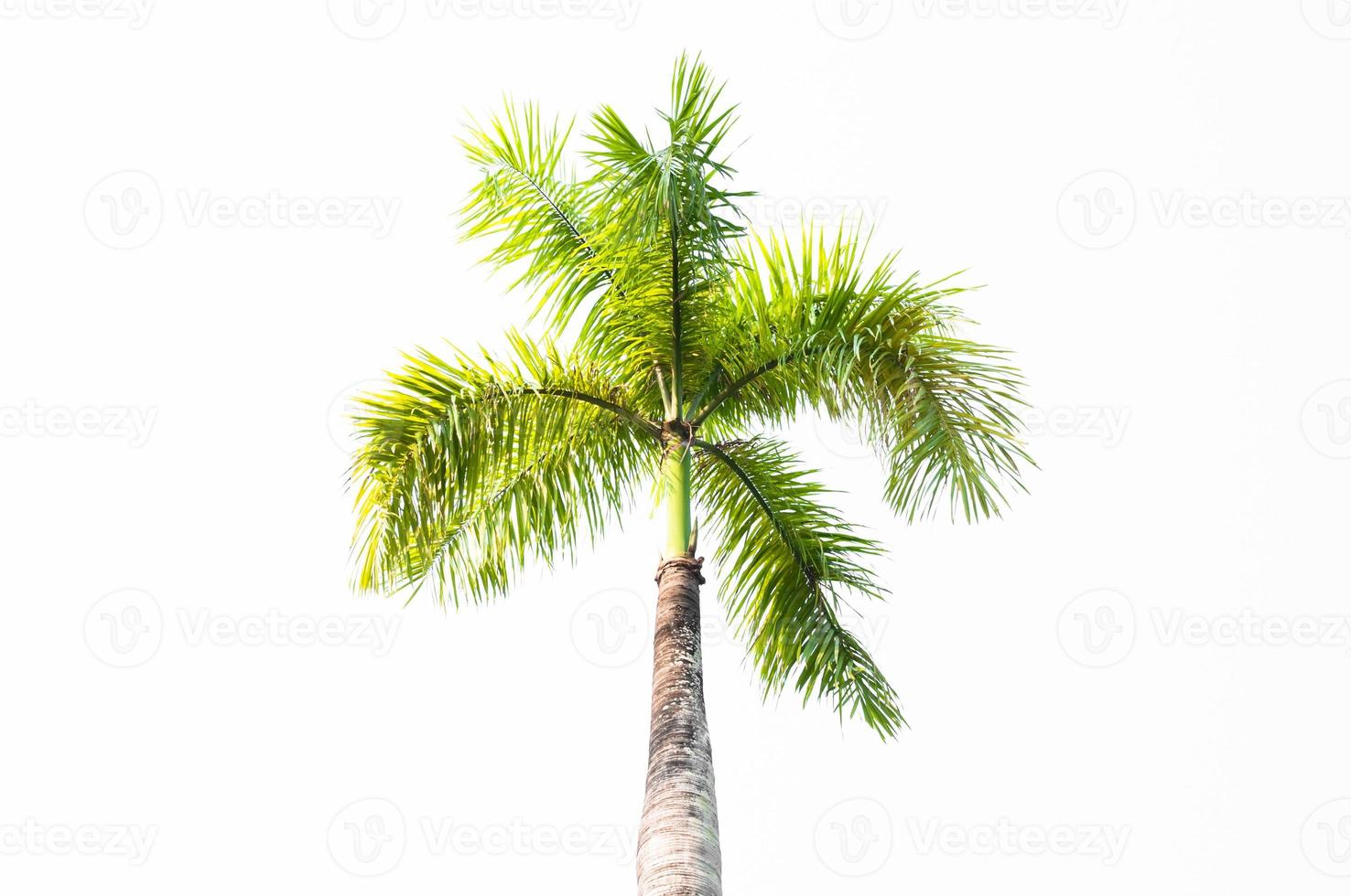 Palm tree isolated on white background,Tree on a white background photo